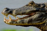 Jacaré-do-pantanal (Caiman crocodilus yacare)