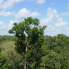 Vista da torre do LBA na Floresta Nacional do Tapajós