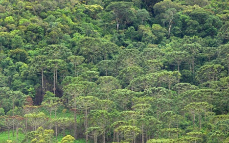 Floresta alto-montana com araucárias - foto: Juliana Gonçalves