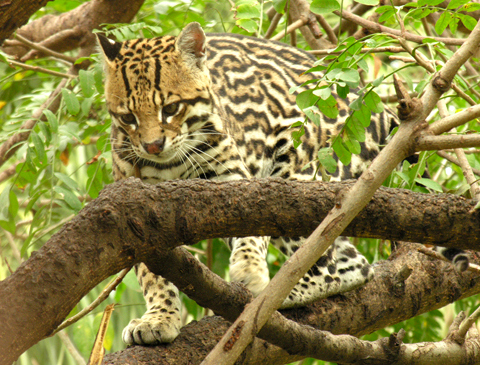  jaguatirica (Leopardus pardalis)