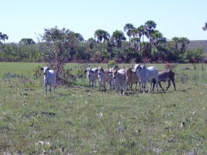 Cattle ranching developed by the settlers in the region of Jalapão