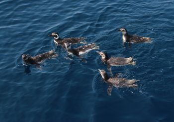 Soltura-pinguins-de-magalhaes 12 9 2020- TalithaPires-NGI-ICMBio Paraty 7