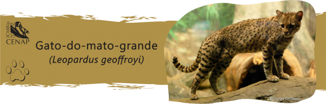 gato-do-mato-grande-charles-barileaux