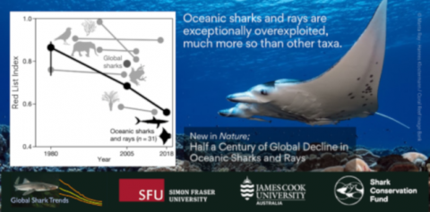 img 2021 01 28 Raias e tubaroes oceanicos sao excepcionalmente sobreexplotados muito mais que outros grupos