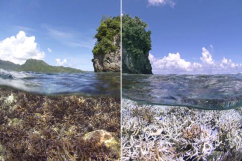 img corais branqueamento fonte Redacao CicloVivo