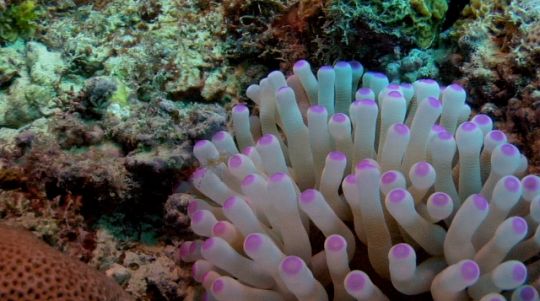 img anemona condilactis gigantea especie em perigo pan corais credito coral vivo