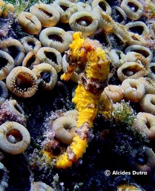 img cavalo marinho hippocampus especie vulneravel pan corais credito alcides dutra