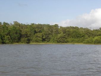 manguezal margem