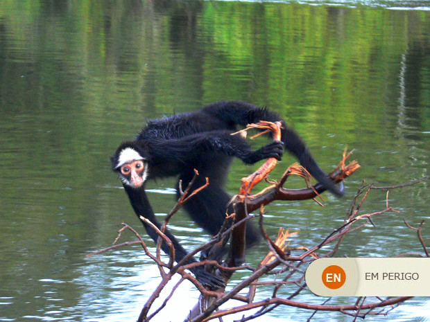 Macaco-aranha - ecologia, características, fotos - InfoEscola