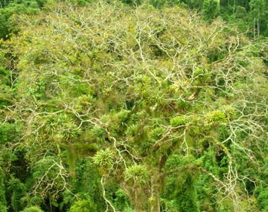Floresta submontana com bromelias epífitas - foto: Marcelo Guena