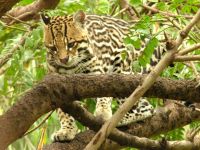 Jaguatirica (Leopardus pardalis) - foto: Marcelo Guena
