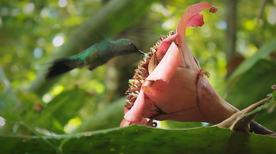 Beija-flor realizando polinização em bromélia no PARNASO