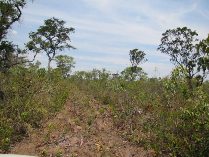 Porção de Cerrado Sentido Restrito localizado na Bahia, nas adjacências da Estação Ecológica Serra Geral do Tocantins, TO.