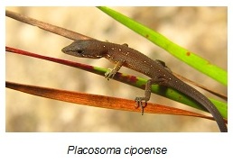 Placosoma cipoense